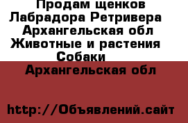 Продам щенков Лабрадора Ретривера - Архангельская обл. Животные и растения » Собаки   . Архангельская обл.